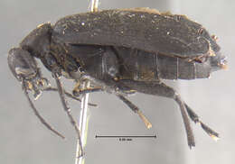 Image of Margined Blister Beetle