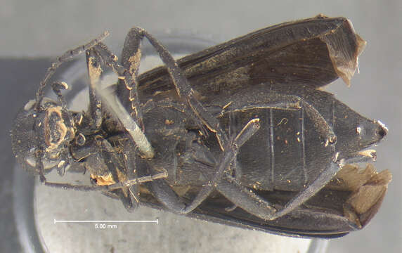 Image of Margined Blister Beetle