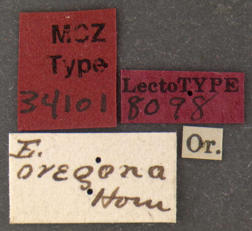 Слика од Epicauta (Epicauta) oregona Horn 1875