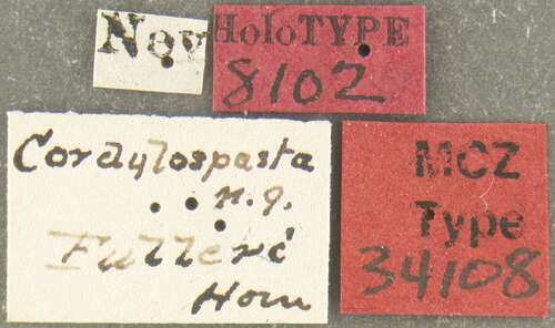 Image of Cordylospasta fulleri Horn 1875