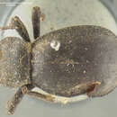 Image of <i>Stethasida obsoleta</i>