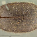 Image of <i>Stethasida muricatula</i>