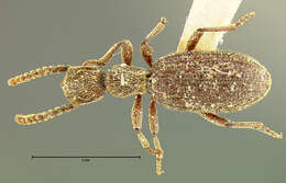 Image of Araeoschizus costipennis Le Conte 1851