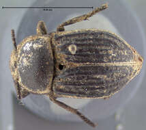 Image of Microschatia sulcipennis Le Conte 1858