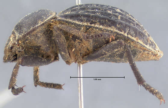 Image of Microschatia sulcipennis Le Conte 1858