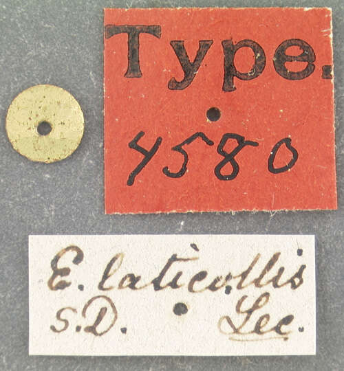 Image of Eleodes (Eleodes) acuticauda Le Conte 1851