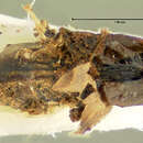 Image of <i>Eleodes rotundipennis</i>