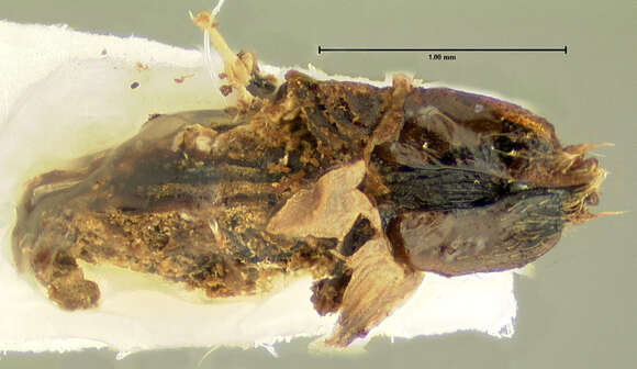 Image of <i>Eleodes rotundipennis</i>
