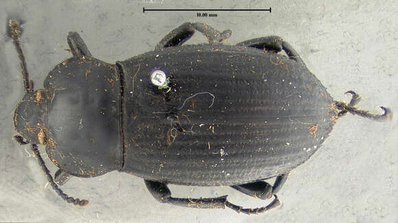 Imagem de Eleodes (Melaneleodes) pedinoides Le Conte 1858