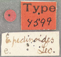 Image of Eleodes (Melaneleodes) pedinoides Le Conte 1858