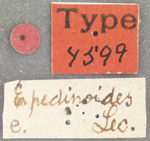Image of Eleodes (Melaneleodes) pedinoides Le Conte 1858