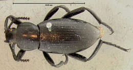 Image of Eleodes (Melaneleodes) carbonaria (Say 1824)