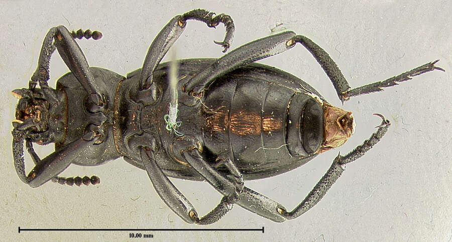 Image of Eleodes (Melaneleodes) carbonaria (Say 1824)