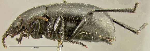 Image of Eleodes subgen. Omegeleodes Triplehorn & Thomas 2012