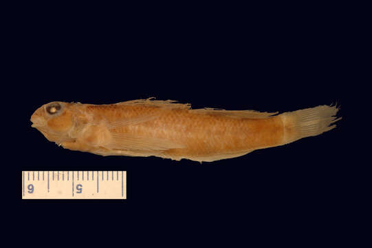 Слика од Etheostoma olmstedi Storer 1842