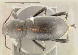 Image of Coelocnemis punctata Le Conte 1854