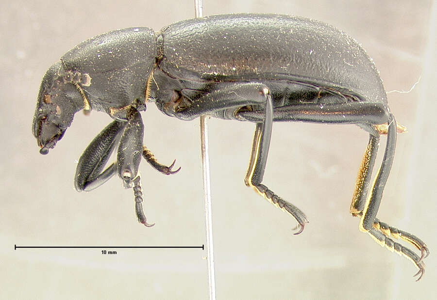 Image of Coelocnemis punctata Le Conte 1854