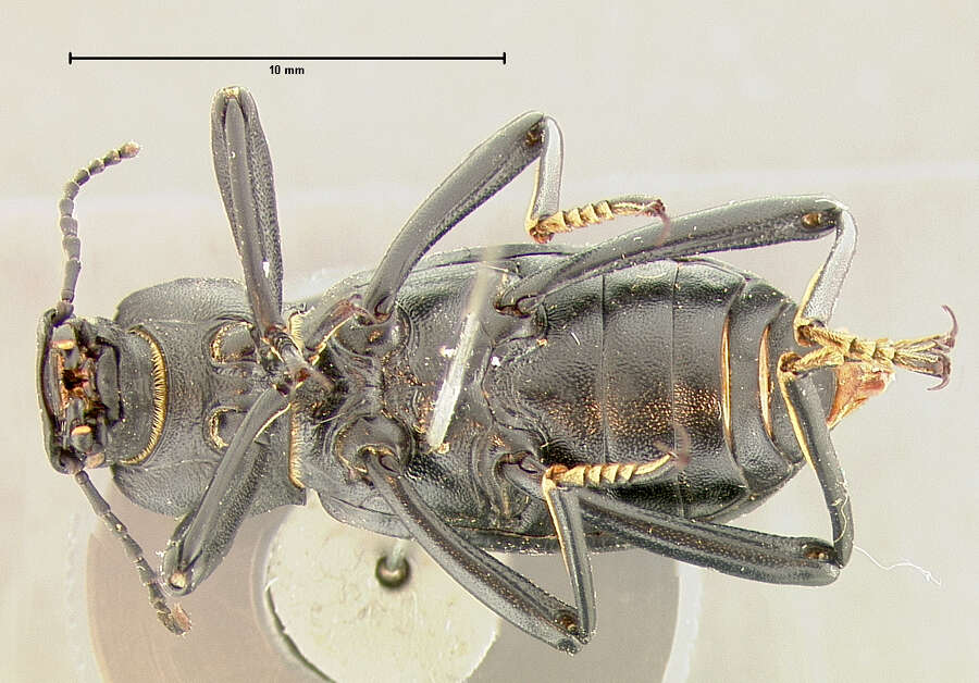 Image of Coelocnemis punctata Le Conte 1854