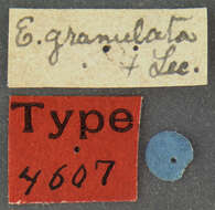 Image of Eleodes (Litheleodes) granulata Le Conte 1857