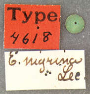 Image of Eleodes subgen. Metablapylis Blaisdell 1909