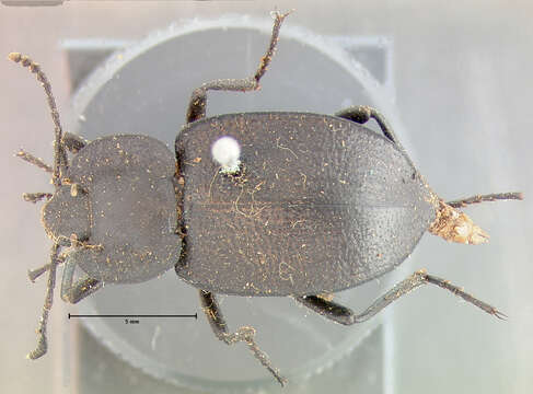 Image of Embaphion Say 1824
