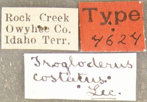 Image of Trogloderus costatus Le Conte 1879
