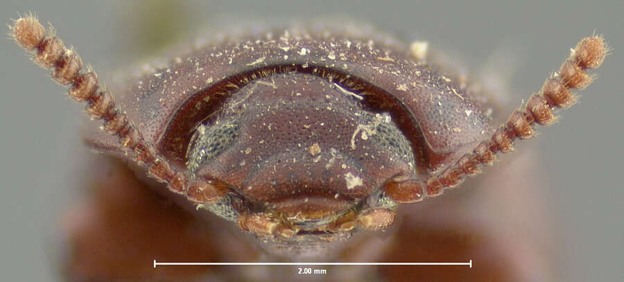 Image de <i>Uloma punctulata</i>