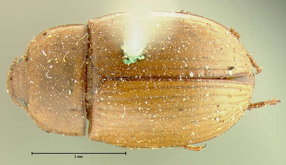 Image de Phaleria rotundata Le Conte 1851