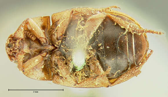 Image de Phaleria rotundata Le Conte 1851