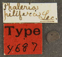 Image of Phaleria pilifera Le Conte 1866