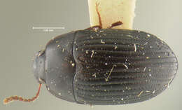 Image of Platydema laevipes Haldeman 1848