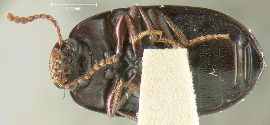 Image of Platydema laevipes Haldeman 1848