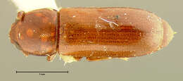 Image of Corticeus subgen. Tylophloeus Bremer 1998