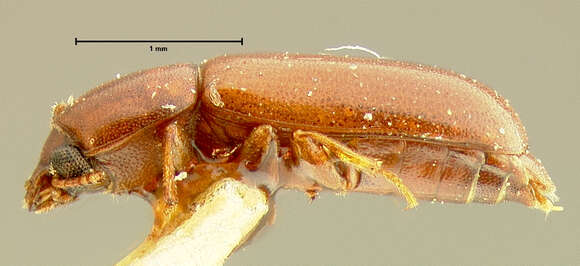 Image of Corticeus subgen. Tylophloeus Bremer 1998