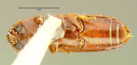 Image of Corticeus subgen. Tylophloeus Bremer 1998