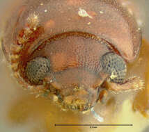 Image of Corticeus subgen. Tylophloeus Bremer 1998