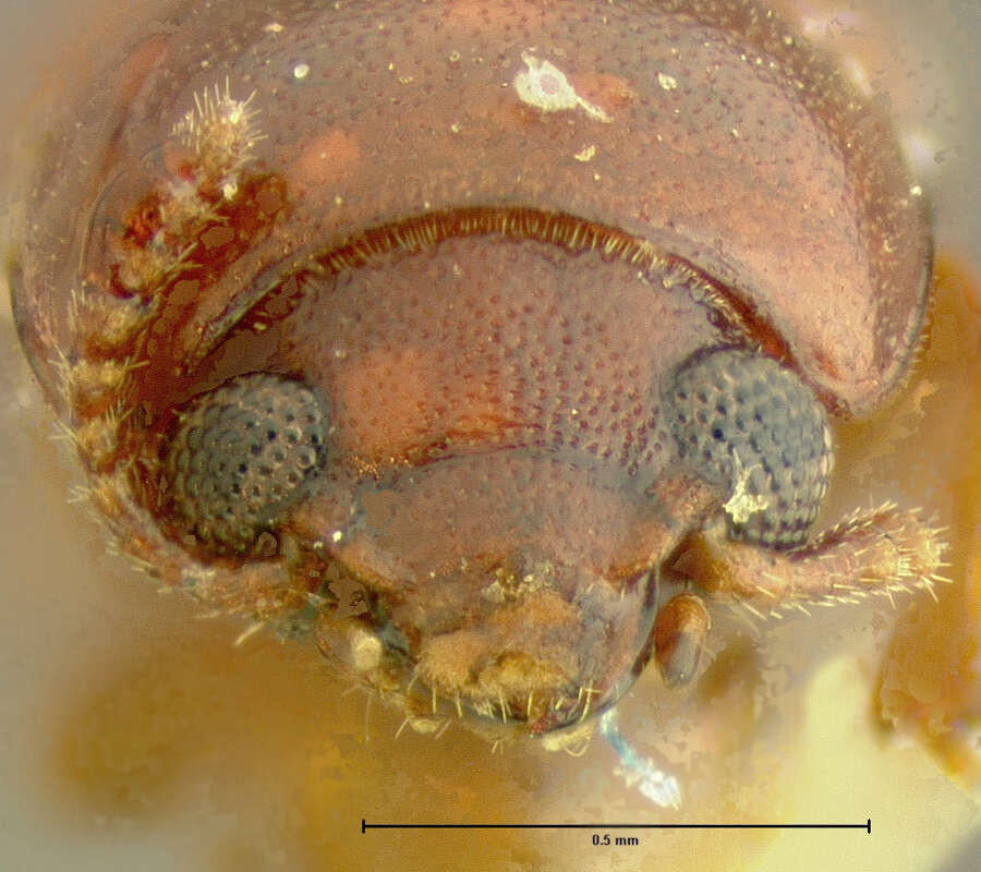 Image of Corticeus subgen. Tylophloeus Bremer 1998