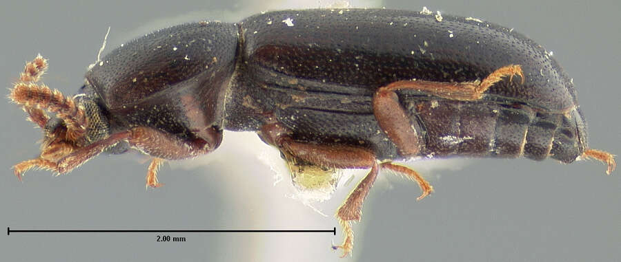 Image of Corticeus (Corticeus) opaculus (Le Conte 1878)