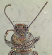 Image of Helops impolitus Le Conte 1866