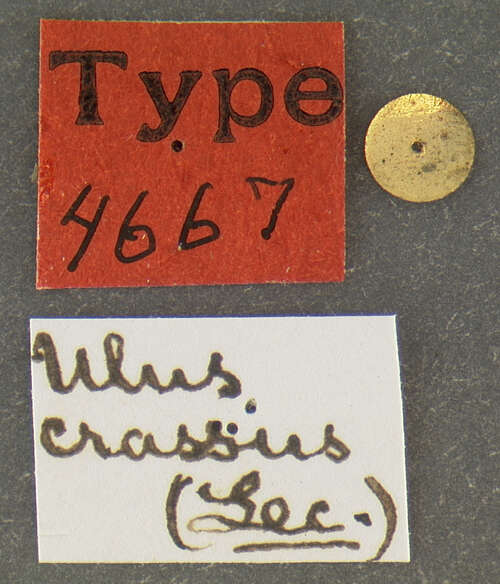 Image of Ulus crassus (Le Conte 1851)