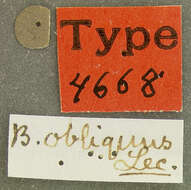 Image of Ulus obliquus (Le Conte 1866)