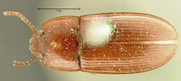 Image of Hypogena marginata (Le Conte 1851)