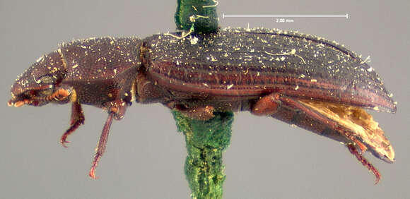Image of <i>Tribolium brevicornis</i>