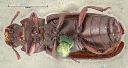 Imagem de <i>Tribolium brevicornis</i>