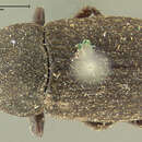 Image of Darkling beetle