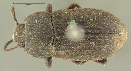 Image of Darkling beetle