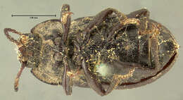 Image of Darkling beetle