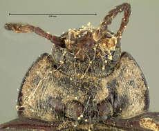 Image of Darkling beetle