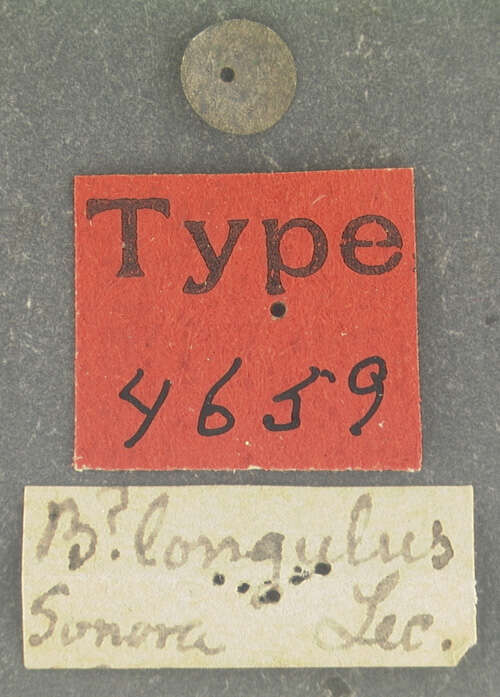 Image of Blapstinus longulus Le Conte 1851