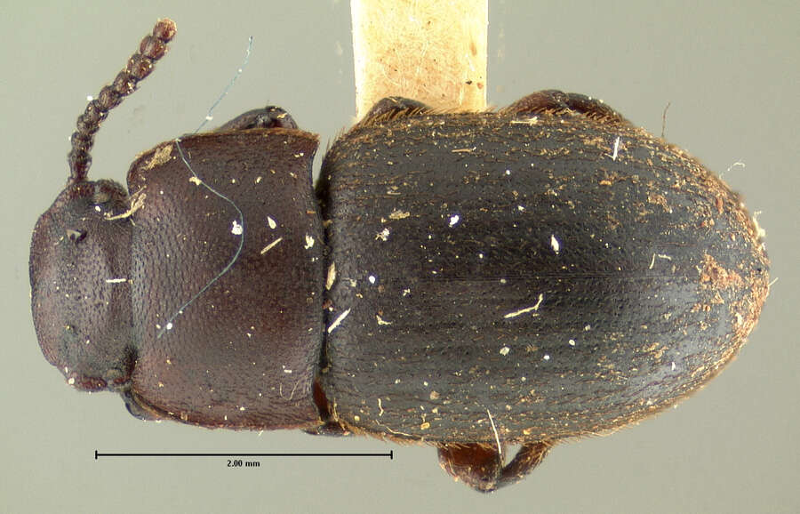 Слика од Notibius puncticollis Le Conte 1851